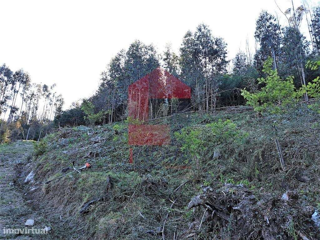 Terreno Florestal, Esqueiros - Grande imagem: 4/11