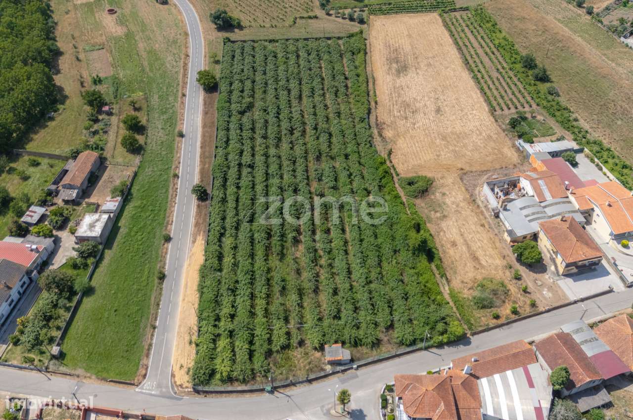 Terreno Terreno Urbanizável com Pomar Kiwis e Poço – Paredes do Bai... - Grande imagem: 3/22