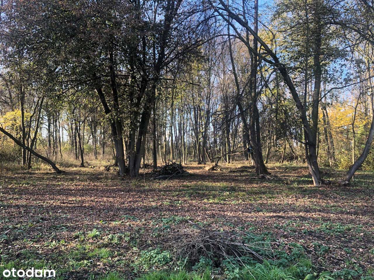 Działka budowlana i do tego jeszcze lad - Pełny obrazek: 5/5