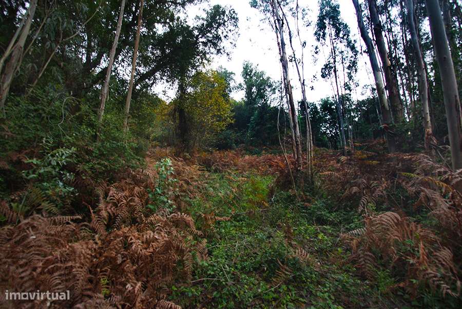 Grande propriedade, com floresta e 2 ruínas, Fraldeu, Óbidos-32