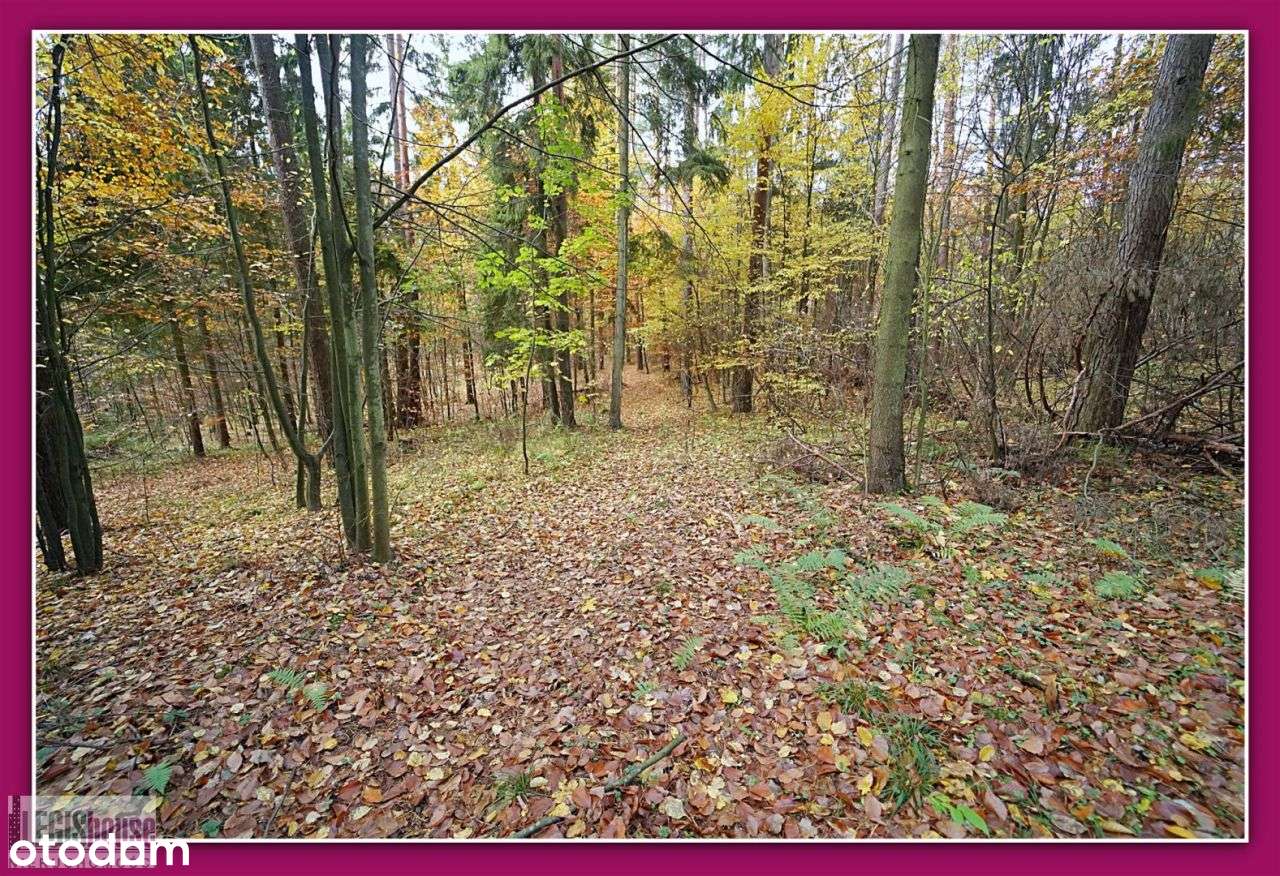 Las 2,2181 Ha*Różnowo*Bogaty Drzewostan*Uzbrojenie-11