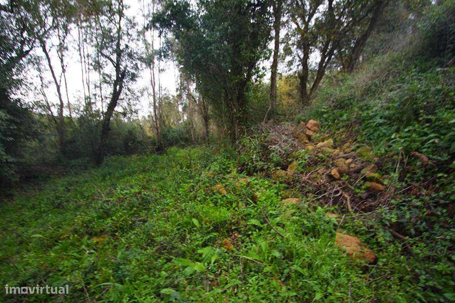 Grande propriedade, com floresta e 2 ruínas, Fraldeu, Óbidos-35