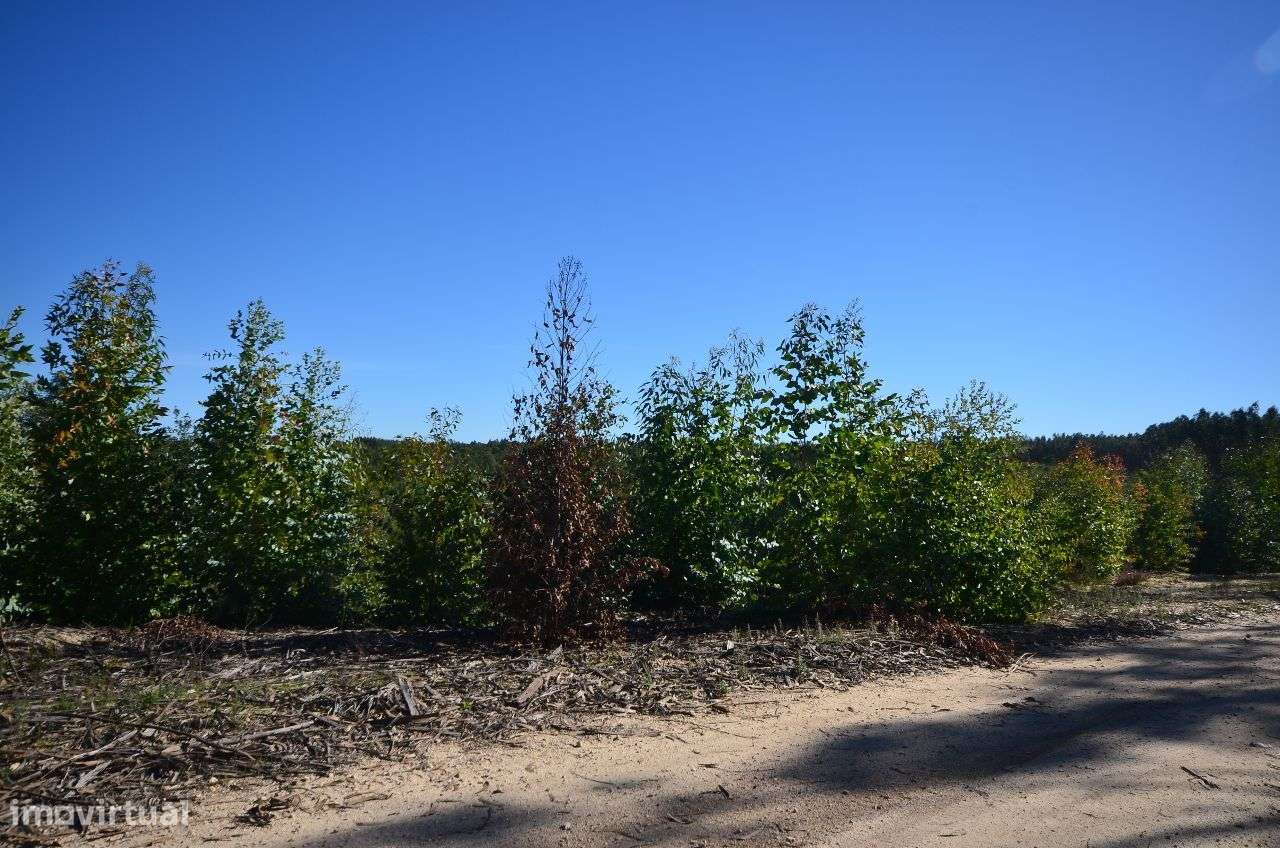 Herdade com 960.000 m2 - Grande imagem: 4/18