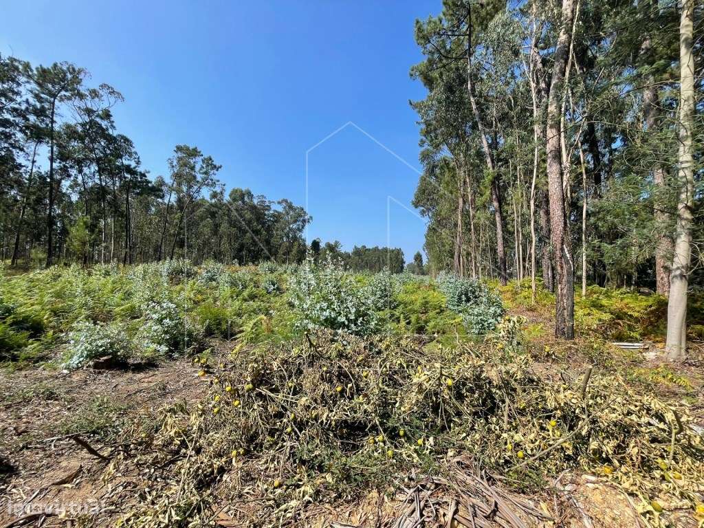 Terreno - Águeda - Grande imagem: 5/5