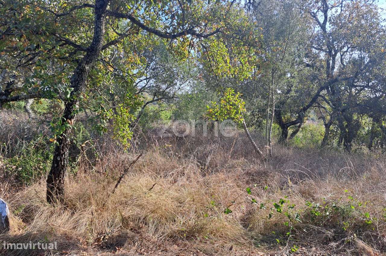 Terreno Urbanizável a 5 min. da Batalha - Grande imagem: 3/24