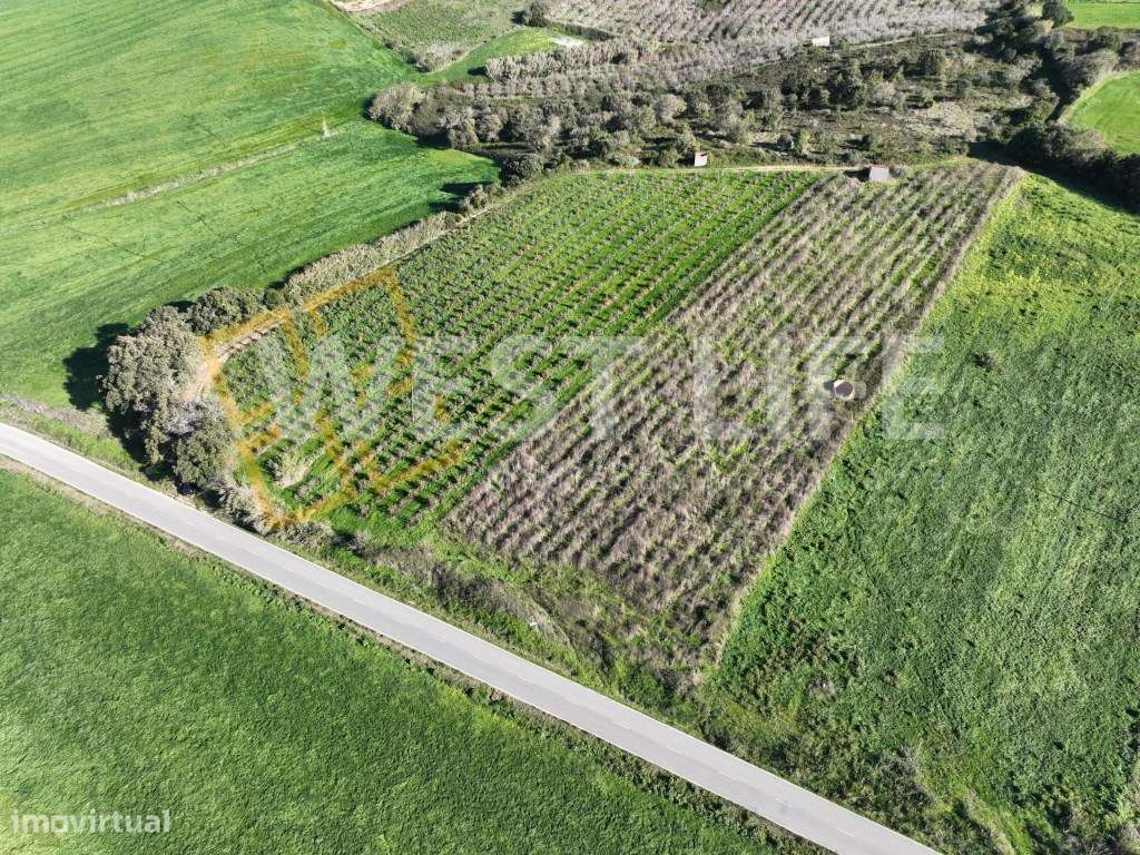 Terreno agrícola de 12040m2 com poço e casa de apoio para a ativida... - Grande imagem: 5/18