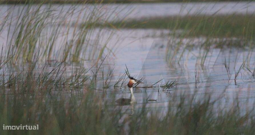 Herdade da Lameira - Country Hotel, Alter Chão, Alentejo, Portalegre,-38