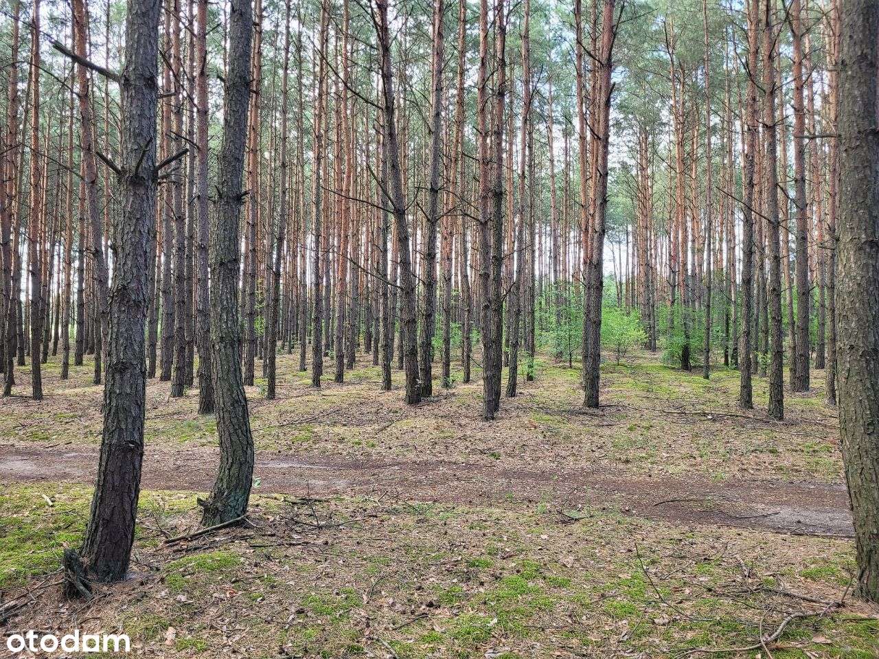 Las wraz z dodatkową działką i stawem - Pełny obrazek: 4/13