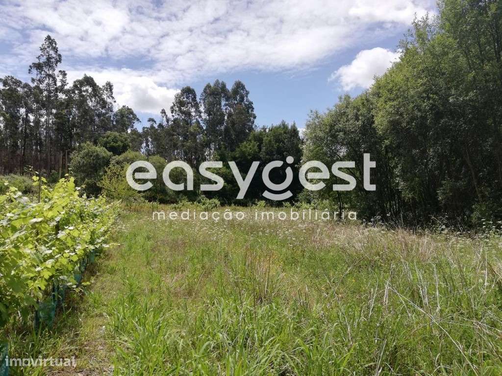 Terreno com vinha e zona florestal - Granja - Grande imagem: 3/12