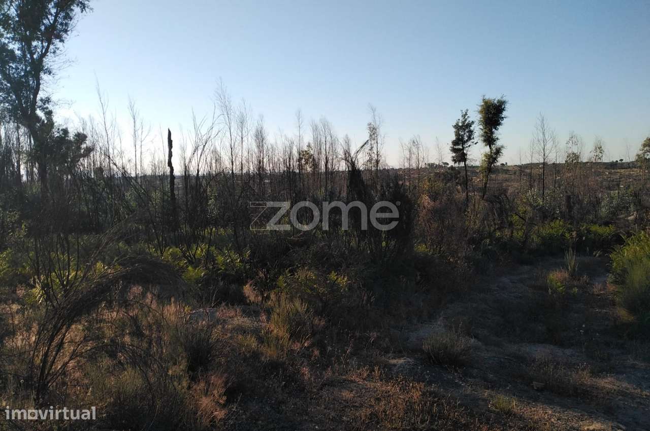 Terreno 8.533m2 em Sameice - Seia - Grande imagem: 2/21