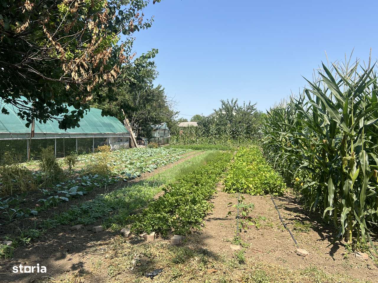 Teren 1670 MP Cornetu - Imediata apropiere de Bucuresti / Comision 0% - Imagine principală: 4/7