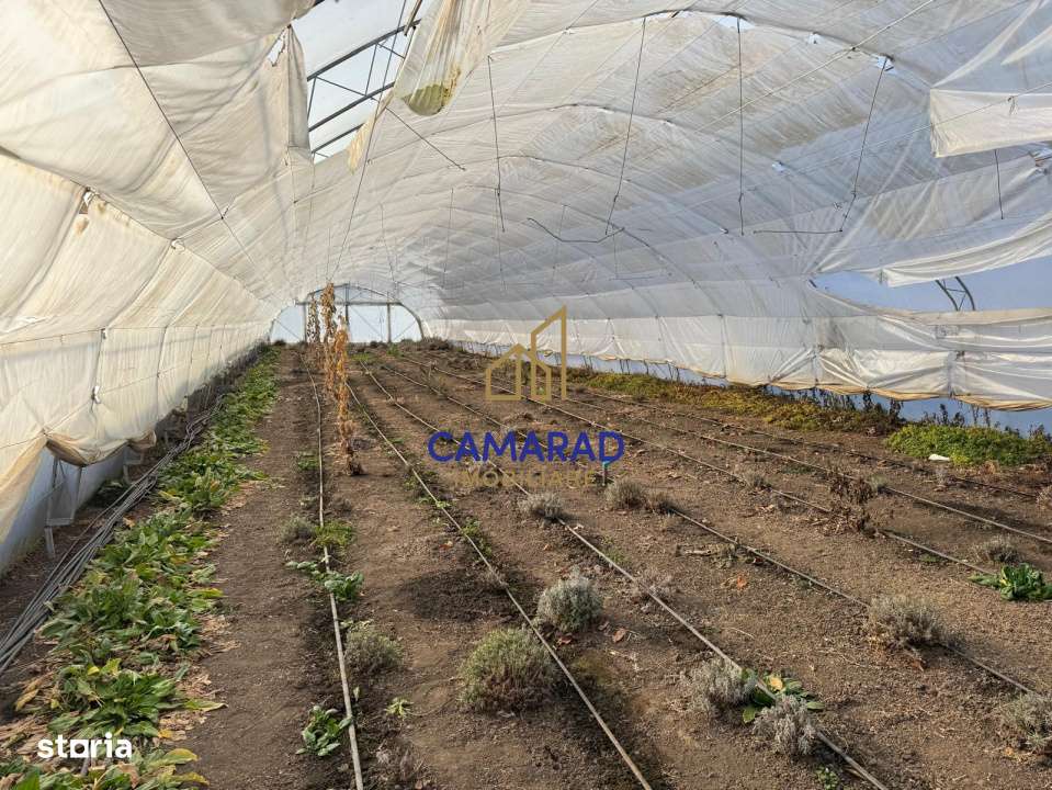 Teren intravilan vanzare - 2.750 mp – Darvari/Tamadalu Mare (judetul - Imagine principală: 5/9