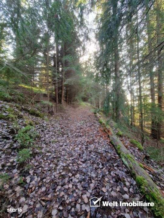Se vinde teren cat un munte in Apuseni - Poiana Horea-13