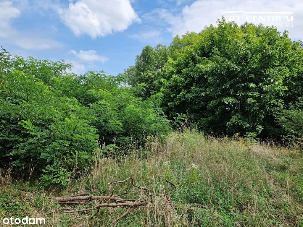 Działka w Serocku z drzewami-7
