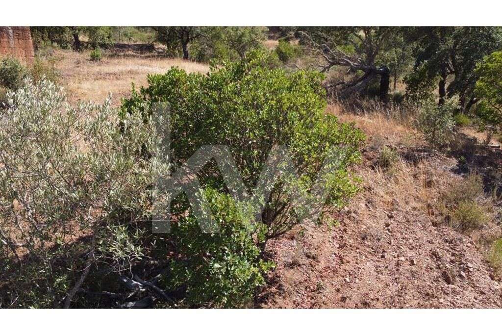 Quinta em Vale do Lobo - Grande imagem: 5/24