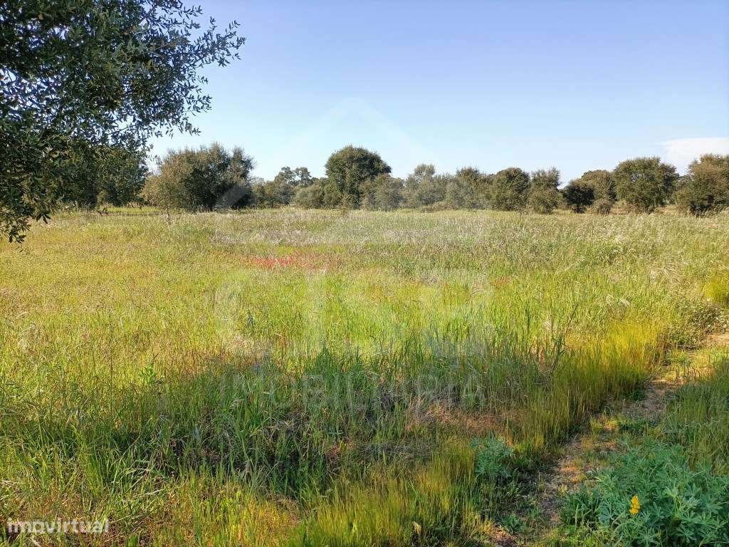 Terreno Foros da Charneca-7