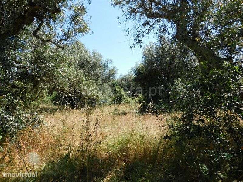 Terreno Rústico / Fundão, Capinha - Grande imagem: 4/4