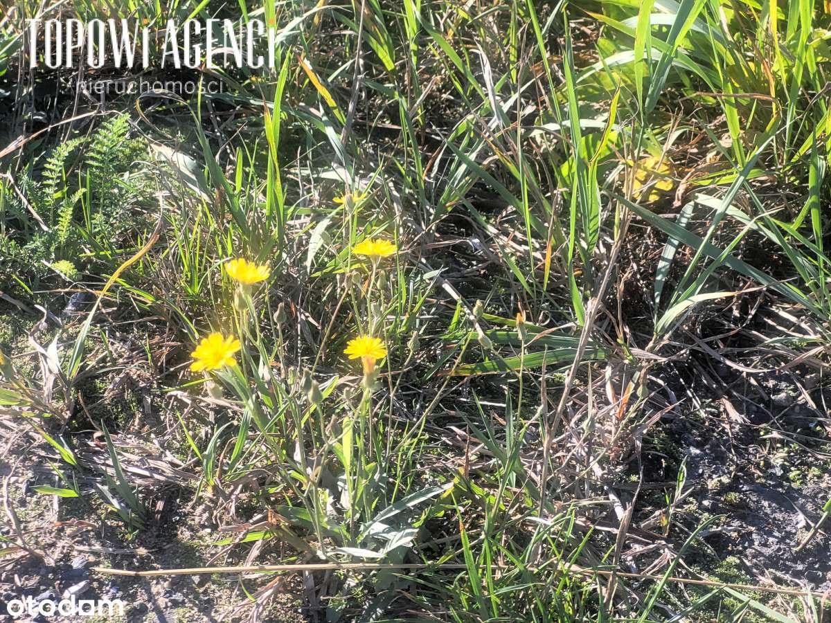 Działka budowlana pod zabudowę szeregową 10 700 m2 - Pełny obrazek: 4/5