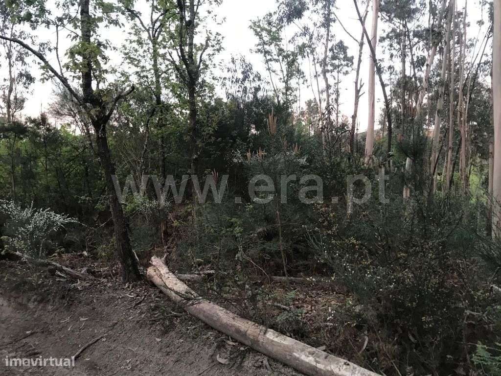 Terreno em Travassós - Grande imagem: 5/12