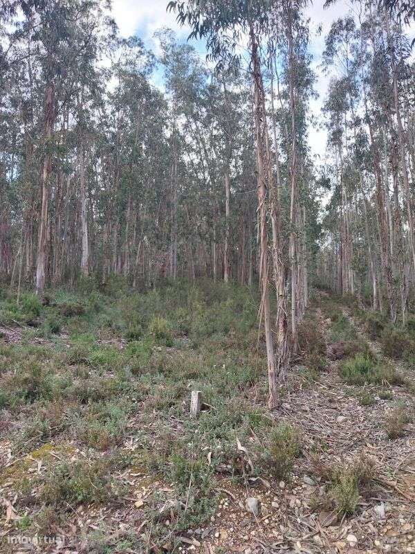 Terreno  para venda - Grande imagem: 5/6