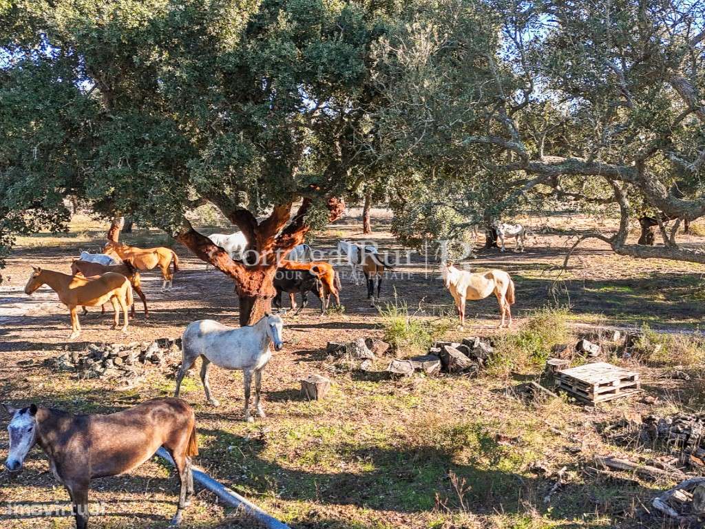 Herdade de 60 hectares para criação bovina e equina perto de Lisboa-42
