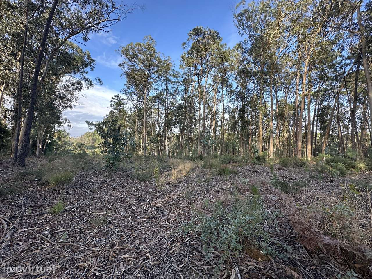 Terreno Rústico em Oliveirinha (Aveiro) - Grande imagem: 2/3