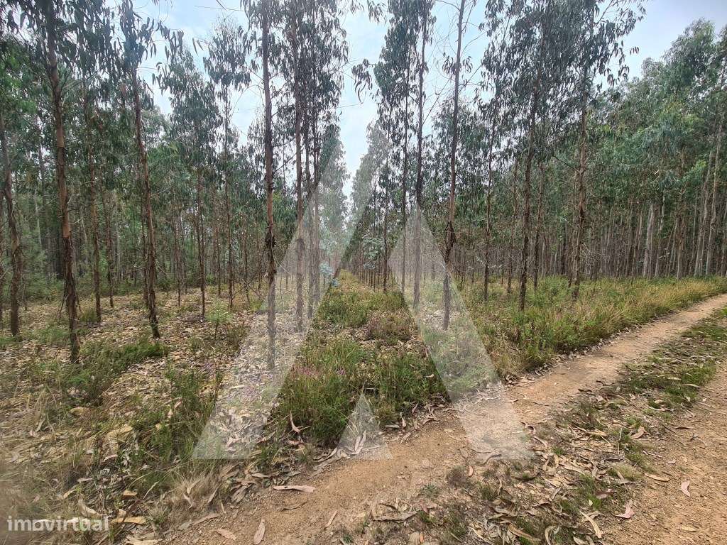 Terreno Industrial em Pinheiro da Bemposta - Grande imagem: 4/7