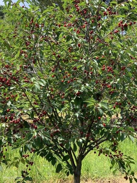 Vendo casa de abitacao com 3 garagens e um armazem de arrumos com 100 - Grande imagem: 4/5