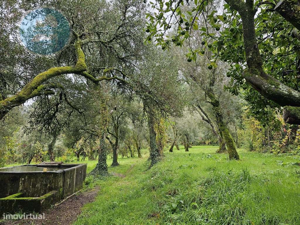 Quinta à venda, localizada no Lugar de Água Redonda, Cabeceiras de ... - Grande imagem: 4/42