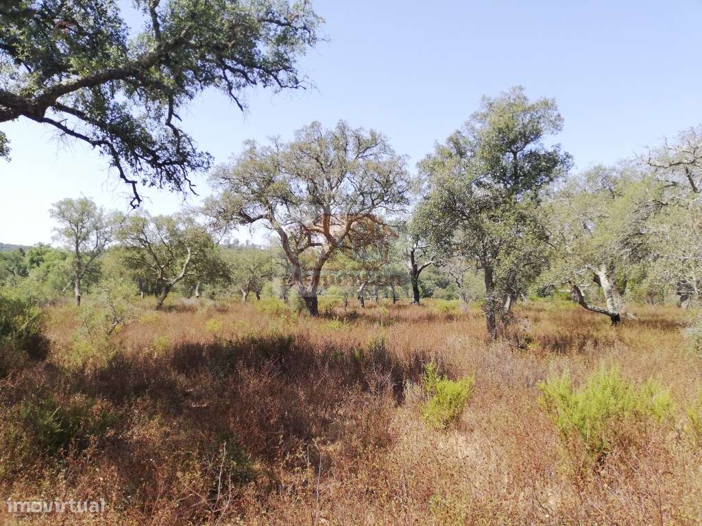 Terreno perto de Grândola e a 20 minutos da praia - Grande imagem: 2/9