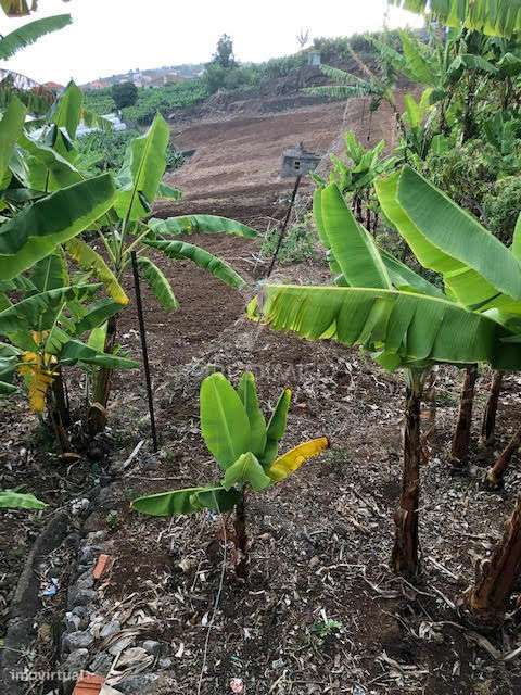 TERRENO NA PONTA DO SOL (5.100M2) - Grande imagem: 5/7