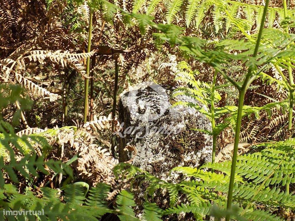 Bouça c/1.500m2 - Arnoso Sta. Eulália - Grande imagem: 5/9