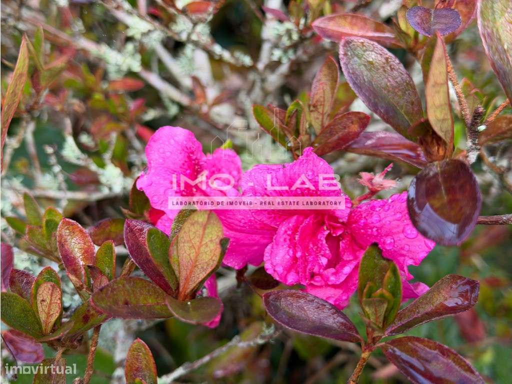 Moradia T2 - Santa - Porto Moniz-31