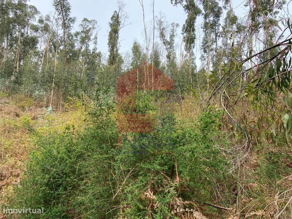 Terreno florestal em Penascais, Vila Verde - Grande imagem: 4/22