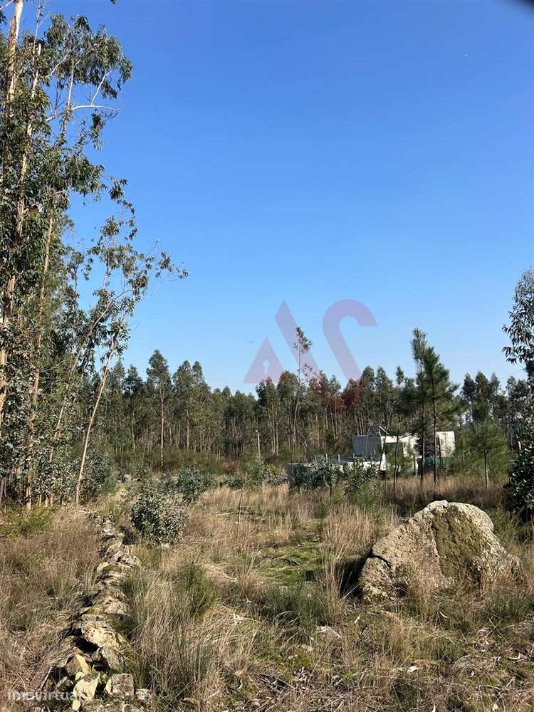 Terreno para Construção em Sanfins – 3.000 m² | Excelente Oportunidade - Grande imagem: 4/7