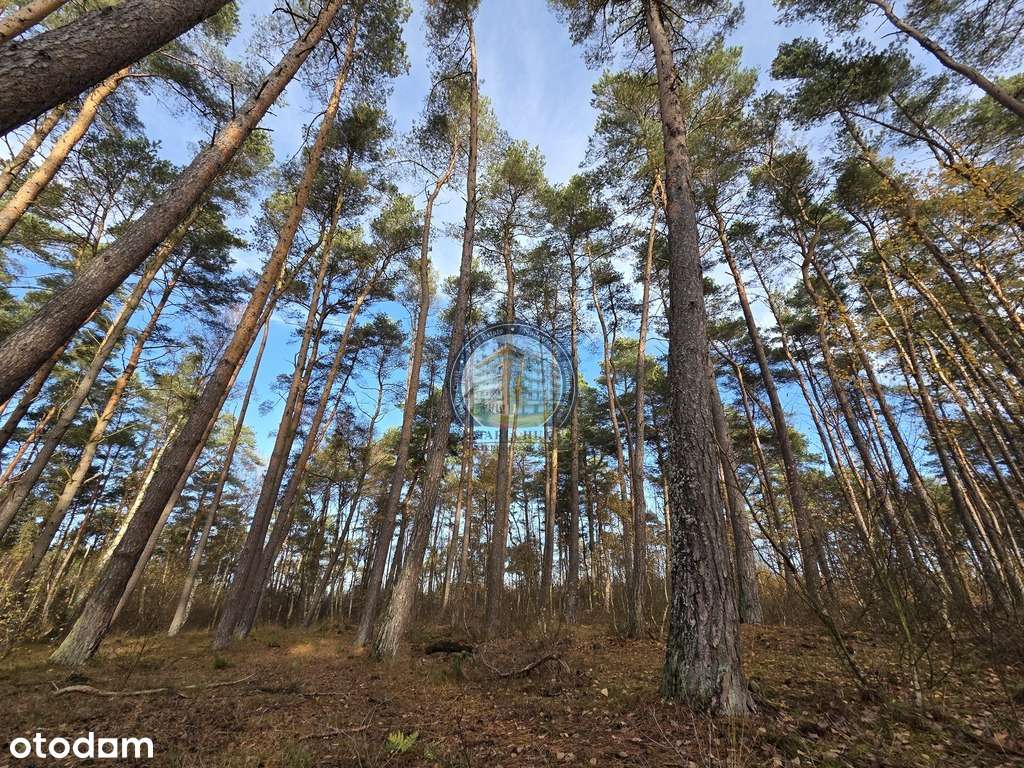 Działka w lesie, pod dom 900 m od plaży-11