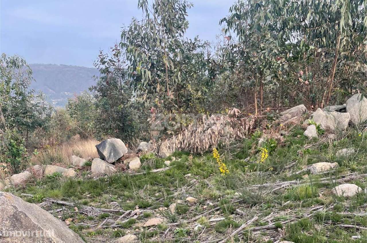 Terreno Florestal sito em Guimarei! - Grande imagem: 5/15