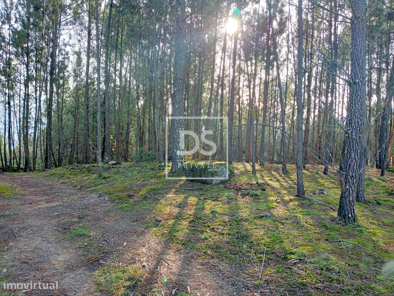 Fantástico Terreno em Paços de Gaiolo - Grande imagem: 1/16