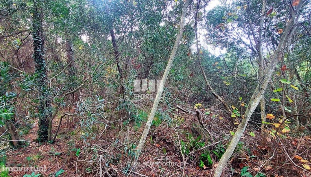 Venda de terreno agrícola, Chafé, Viana do Castelo - Grande imagem: 5/30