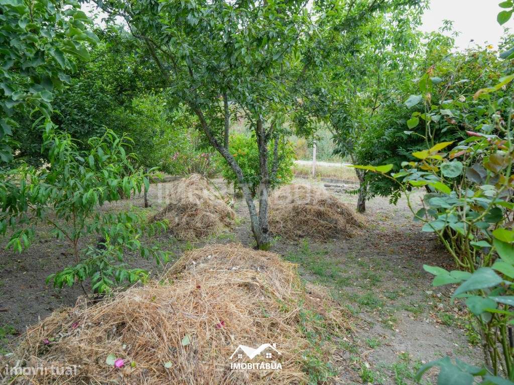 Quintal de cultivo com garagem em Cancela, perto de Santa Comba Dão-5