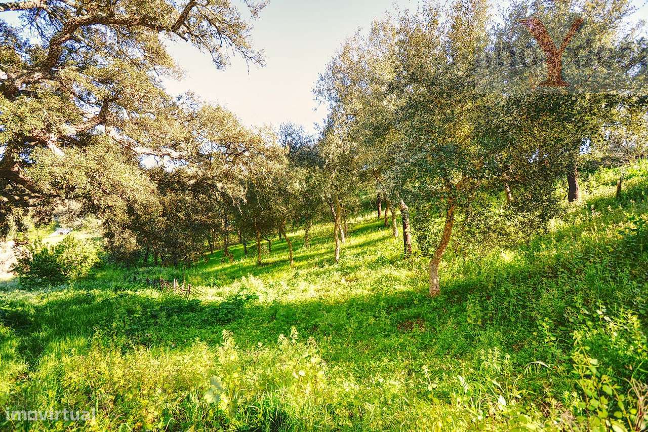 Quinta em Melides-18