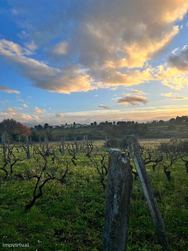 Terreno Rústico  Venda em Santa Comba,Seia - Grande imagem: 4/8
