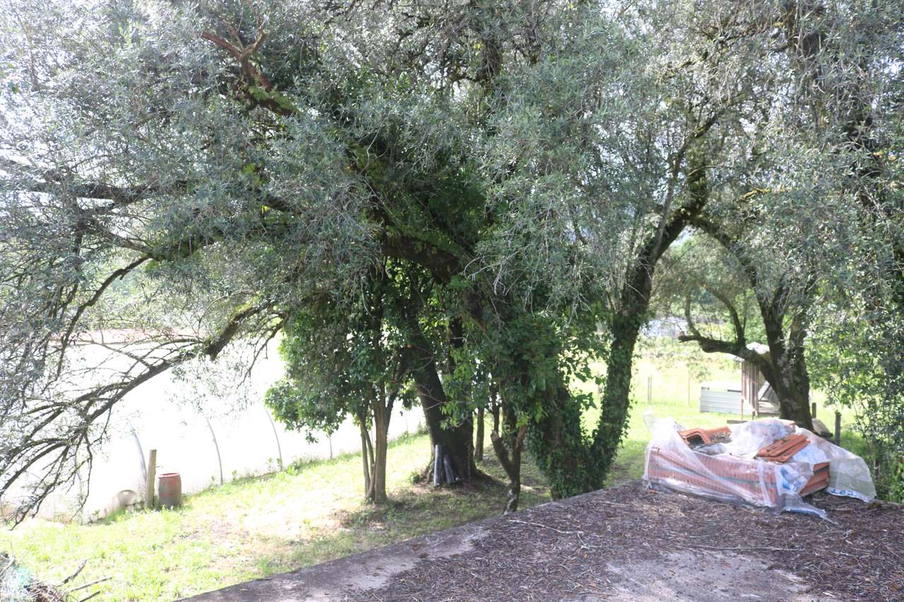 Propriedade com 5.200 m2 e moradia para restauro em V. Verde Braga.-11