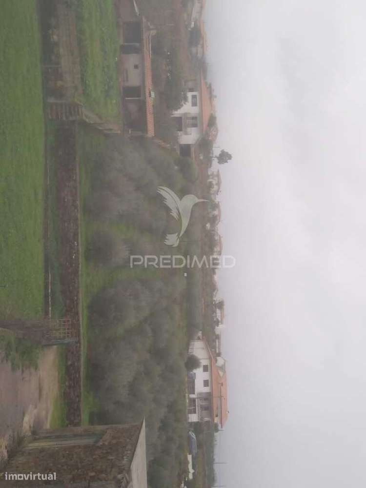 Terreno/Olival com Viabilidade de Construção - Grande imagem: 5/20
