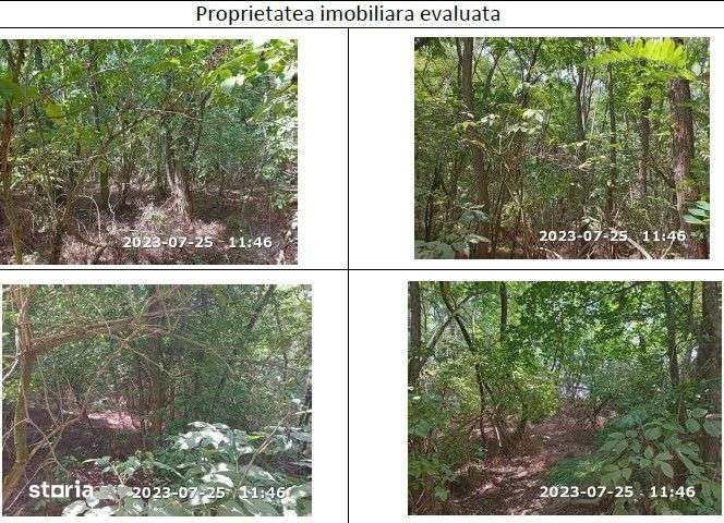 Teren extravilan padure, cota parte de 1/48 Horgesti, ID: R2325836 - Imagine principală: 5/8