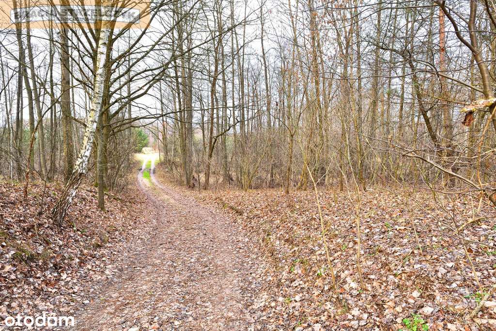 Działka 2.71 ha Puszcza Biała Zambski Kościelne - Pełny obrazek: 4/12