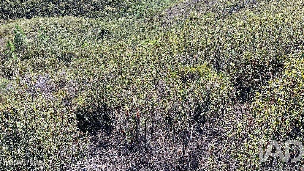 Terreno Agrícola em Mação, Penhascoso e Aboboreira - Grande imagem: 2/6