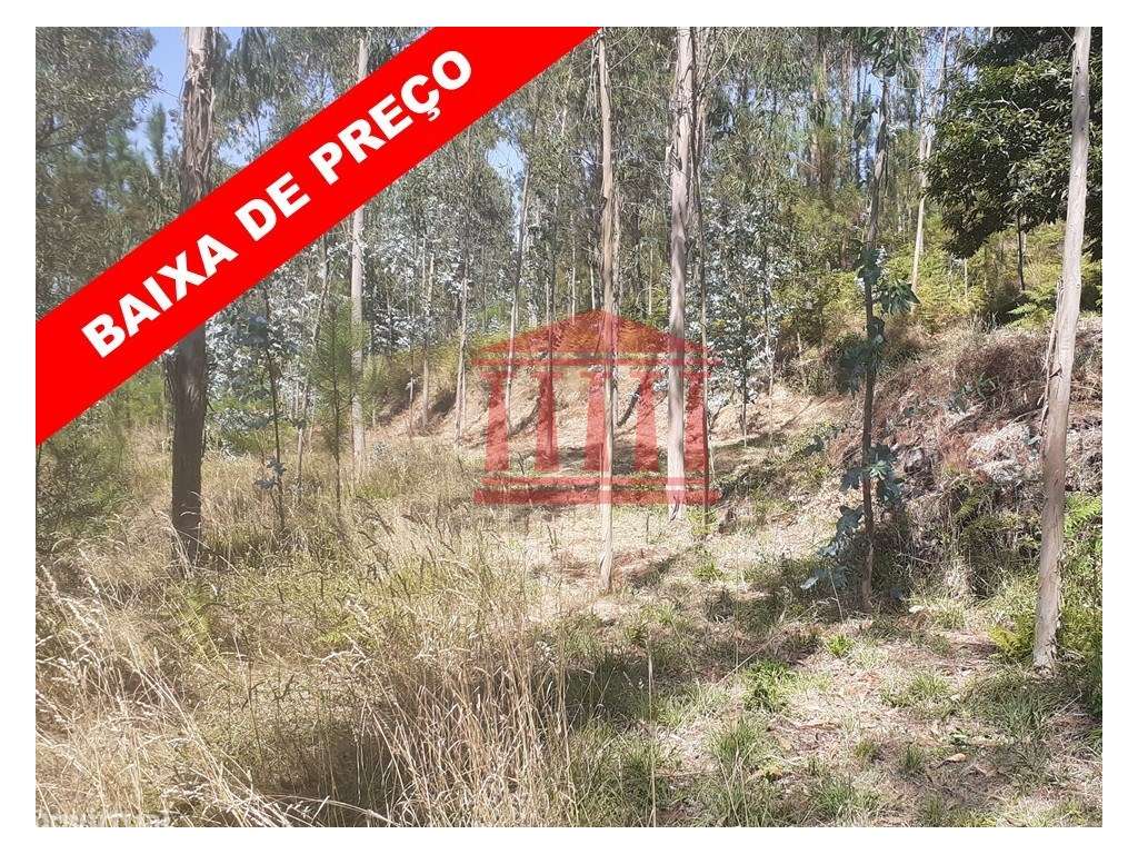 BOUÇA - Grande imagem: 1/26