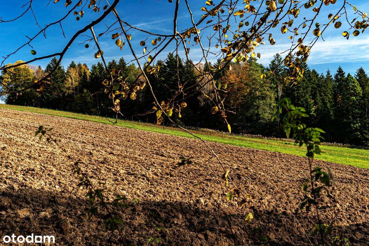 Działka, 14500.0 m², Kołkówka - Pełny obrazek: 5/5