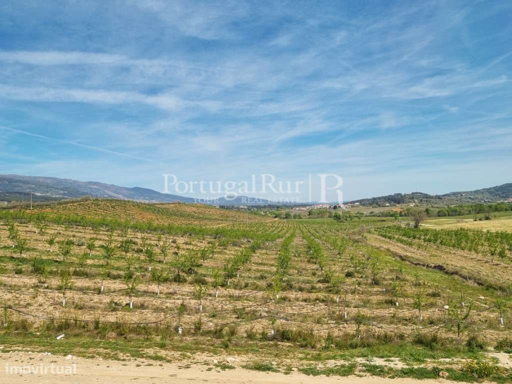 Herdade de 64ha com Amendoal no Fundão - Grande imagem: 3/11